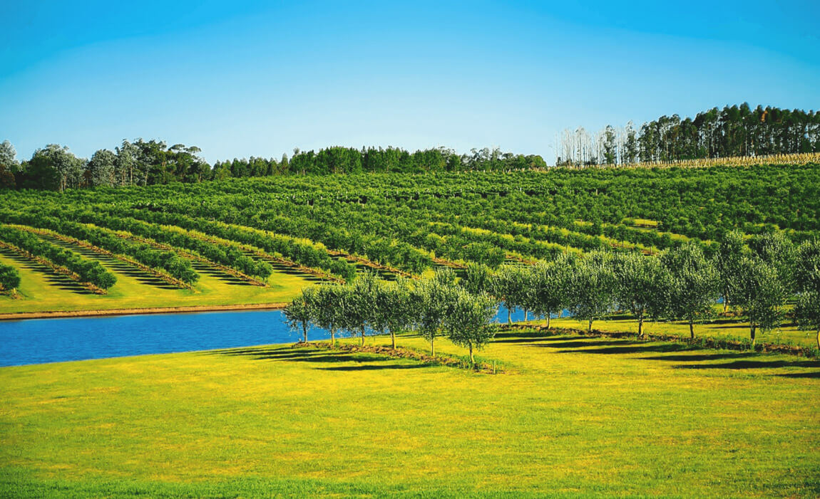 tatanka catawater green field